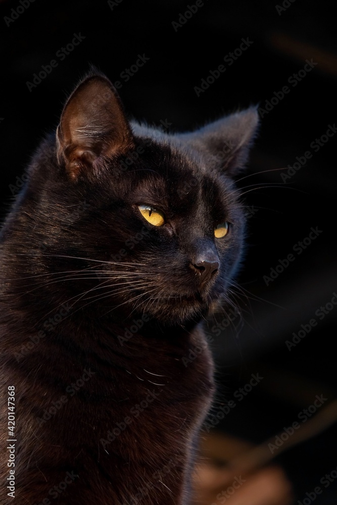 Gorgeous black cat with green eyes close up