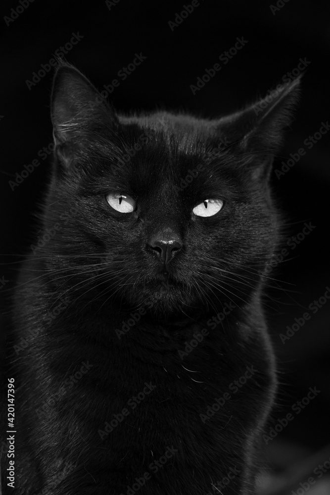 Gorgeous black cat with green eyes close up, black and white portrait