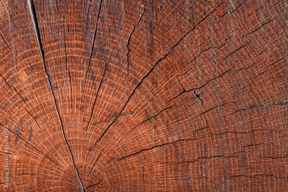 Fototapeta premium Wood texture background. Processed mahogany cut. Natural wooden pattern.