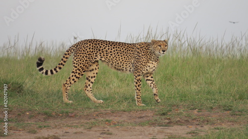 cheetah