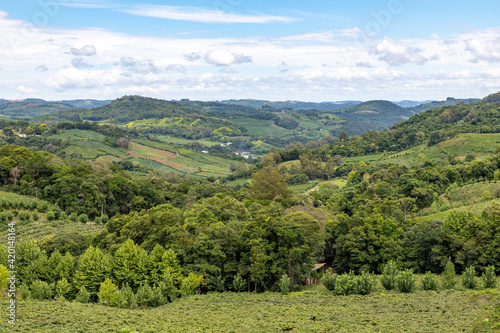 Vineyards and forest in valley