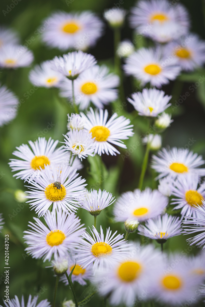 Obraz premium Summer meadow with blooming daisy-like flowers. Small-petalled garden flowers (Erigeron annuus) on a lawn on a warm summer day. Flowers with light purple petals