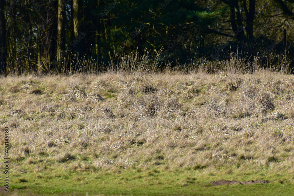 Fototapeta premium Grassland in spring, Coombe Abbey, Coventry, England, UK