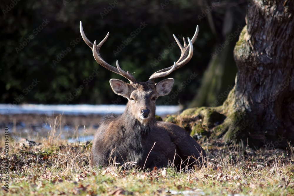 Dybowskii Deer Lying on Grass Winter