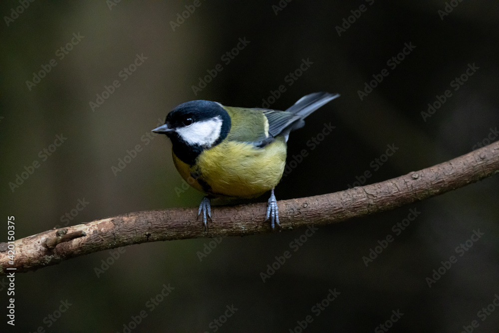 Great tit on a branch, dark background Great tit on a branch, dark background