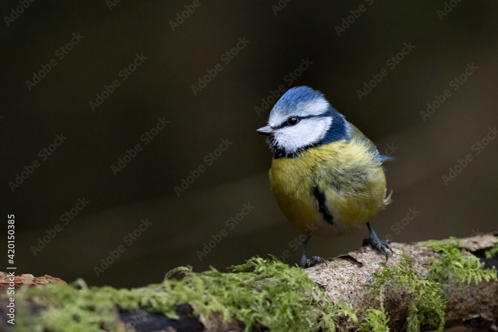 Blue tit on dark background Blue tit on dark background