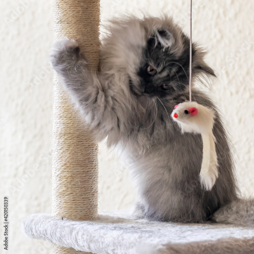 Canvas Print Grey little kitten playing with a mouse toy