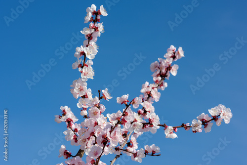 Spring has arrived, the fruit trees fill up with colors and perfumes to attract pollinator insects