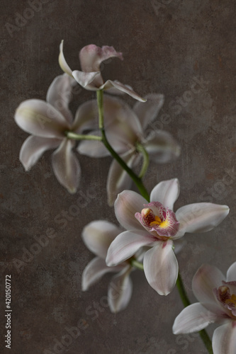 White orchid flowers isolated against a textured background