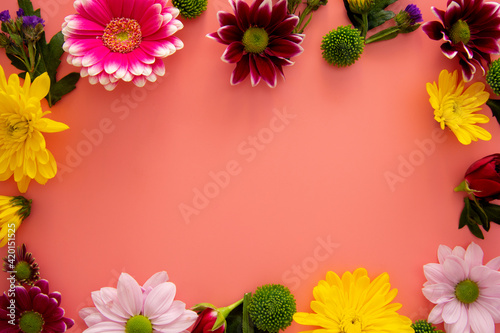 Spring flower frame on pink background made from fresh Chrysanthemum. Copy space. Greeting card template.