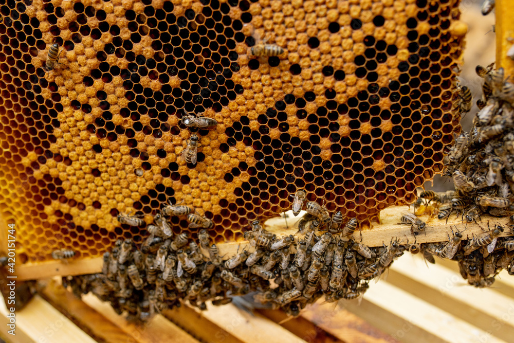 Queen bee in a beehive laying eggs supported by worker bees Queen bee in a beehive laying eggs supported by worker bees