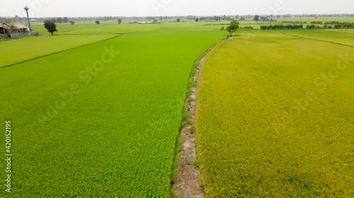 Aerial view of agriculture in rice fields for cultivation. Natural the texture for the background