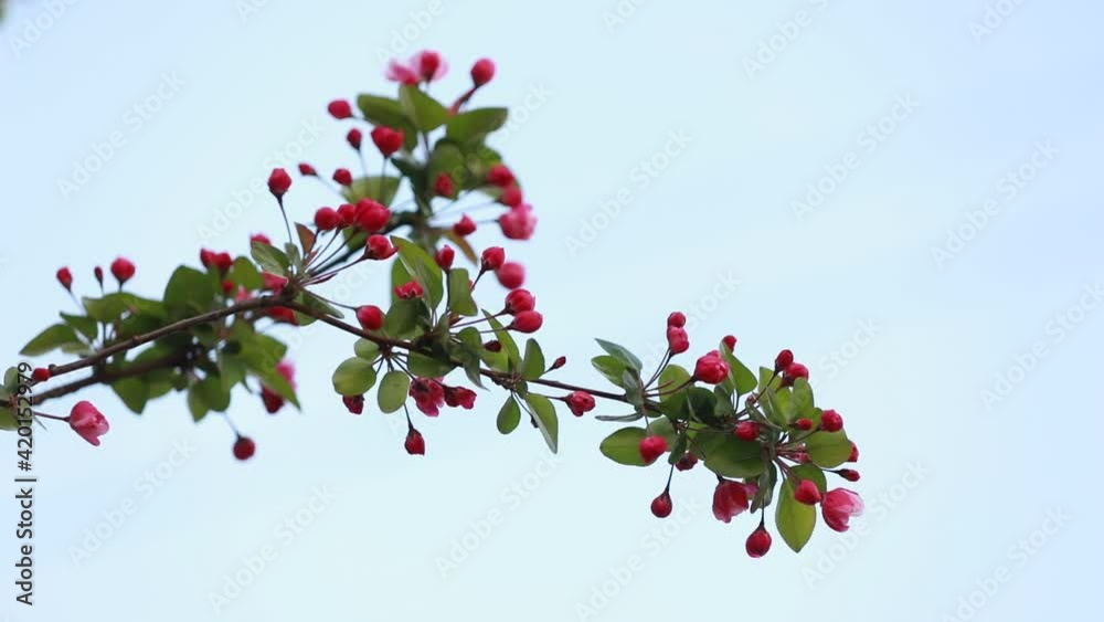 Begonia in full bloom in the park, North China Begonia in full bloom in the park, North China