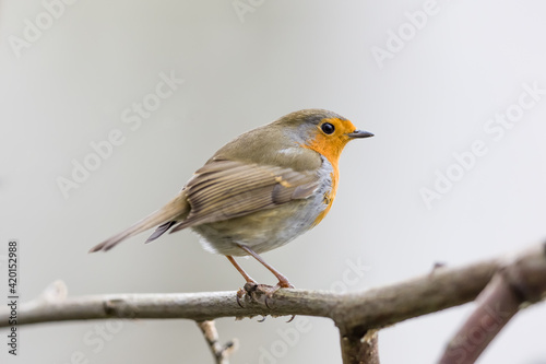 Red robin. Closeup image of red robin perched showing the bright colours © jamie