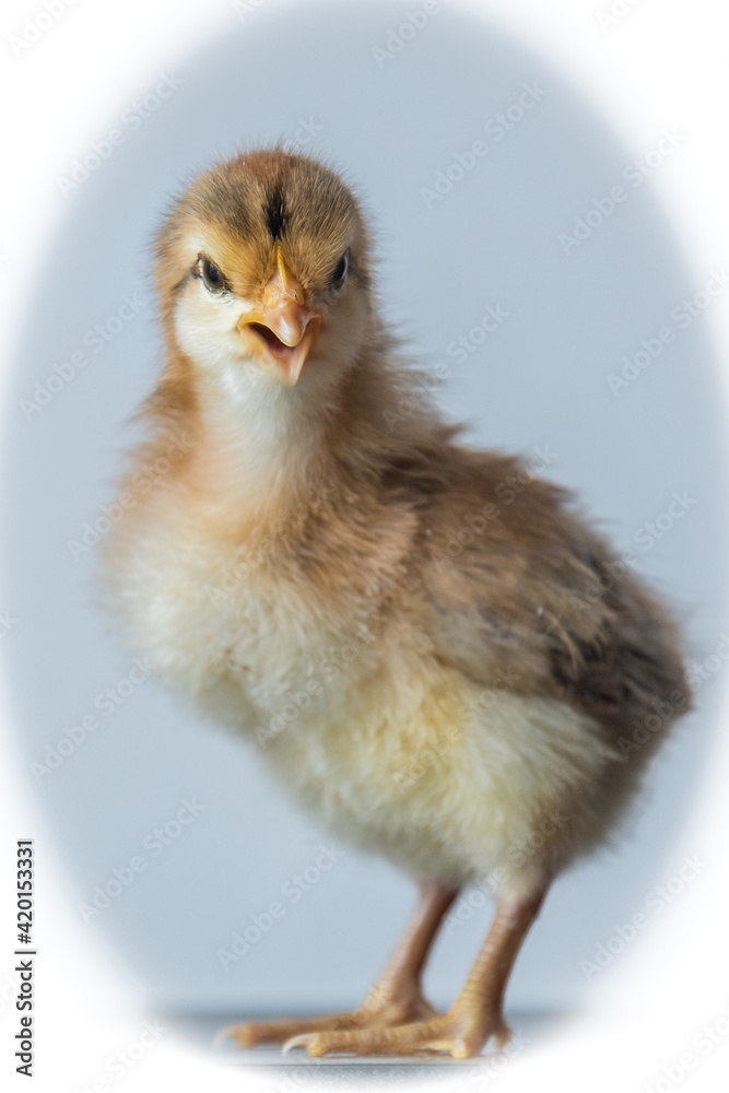 baby chicken calling for parents