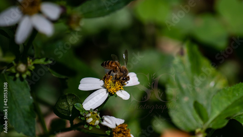 Bee © StephanieGetchell