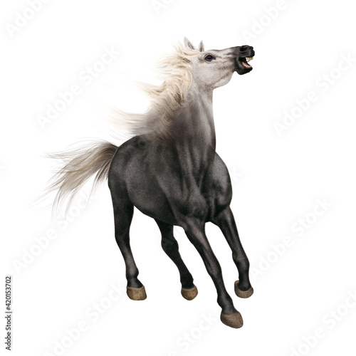 cheval, de face, animal, isolé, blanc, étalon, tête blanche, mammifère, noir, courir, galop, fond blanc, chien, ferme, sauvage, brun, poulain, arabe, nature, poney, chevalin, amoureux des chevaux, deb