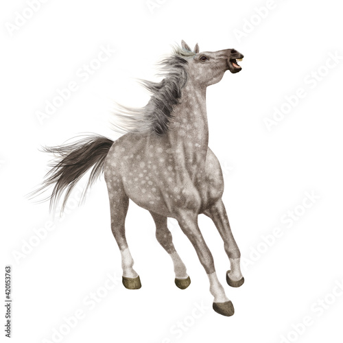 cheval, de face, animal, isolé, blanc, étalon, gris, mammifère, noir, courir, galop, fond blanc, chien, ferme, sauvage, brun, poulain, arabe, nature, poney, chevalin, amoureux des chevaux, debout, jum