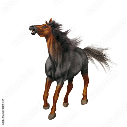 cheval, de face, animal, isolé, blanc, étalon, tête roux, marron, mammifère, noir, courir, galop, fond blanc, chien, ferme, sauvage, brun, poulain, arabe, nature, poney, chevalin, amoureux des chevaux