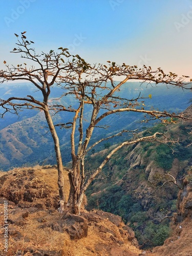 Dry tree without leaves on the edge of the cliff © Pradeepkumar