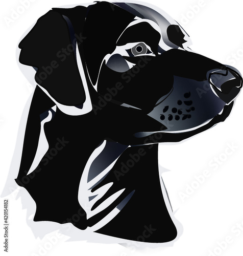 Black lab black and white drawing of labrador retriever
