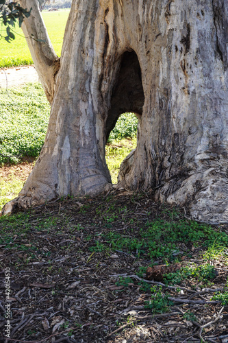 tree trunk in the Australian bush with large cavity at the bottom. Goyder Line South Australia.
