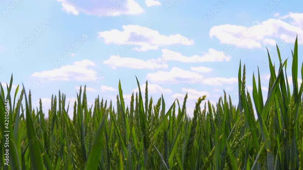 Green wheat plants and grass with dew on a blades and blue sky clouds background, 4k video Green wheat plants and grass with dew on a blades and blue sky clouds background, 4k video