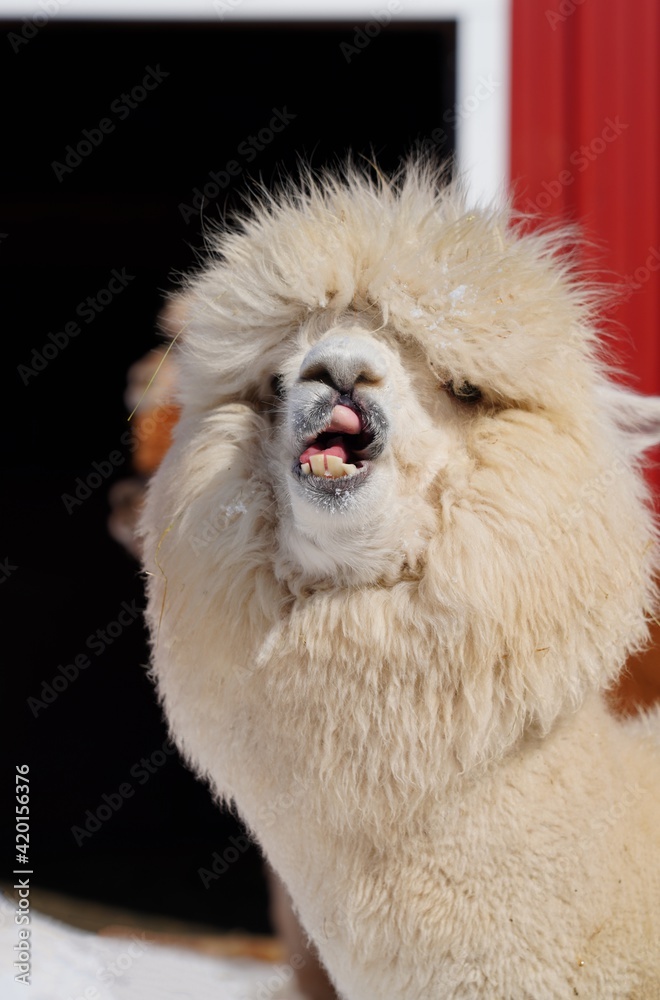 A wooly alpaca in the snow at a farm in New Jersey A wooly alpaca in the snow at a farm in New Jersey