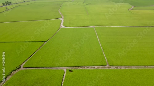 Aerial view of agriculture in rice fields for cultivation. Natural the texture for the background