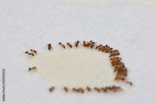 A close up shot of some pest coastal brown ants eating ant bait, Queensland, Australia.