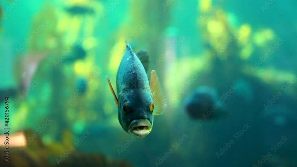 Fisch im Aquarium Loop