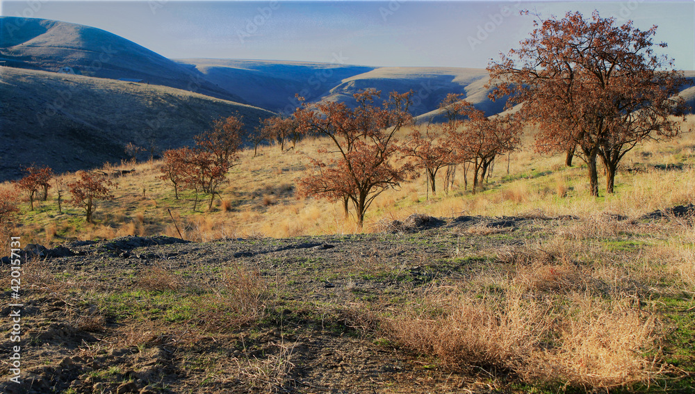 Trees with golden bushes and hills in background Trees with golden bushes and hills in background