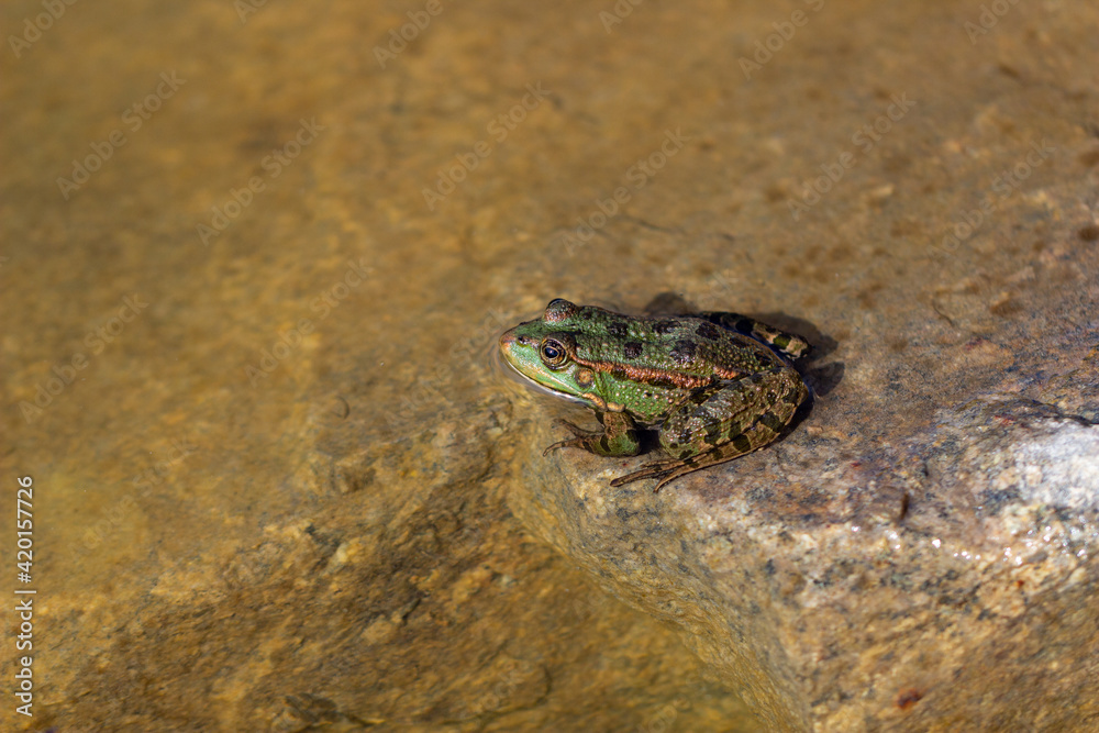 A green marsh frog with blask spots and lines on its skin A green marsh frog with blask spots and lines on its skin