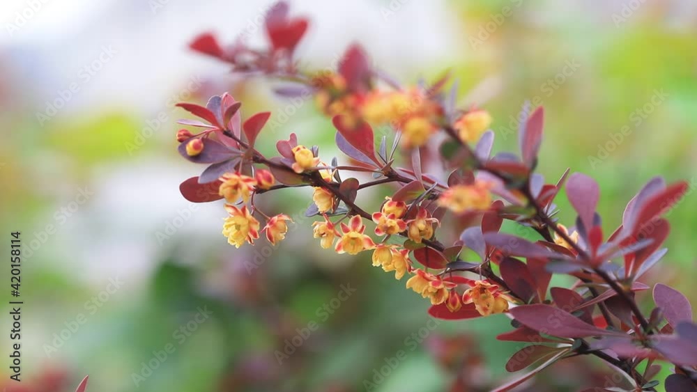 Berberis in full bloom in the botanical garden, North China Berberis in full bloom in the botanical garden, North China