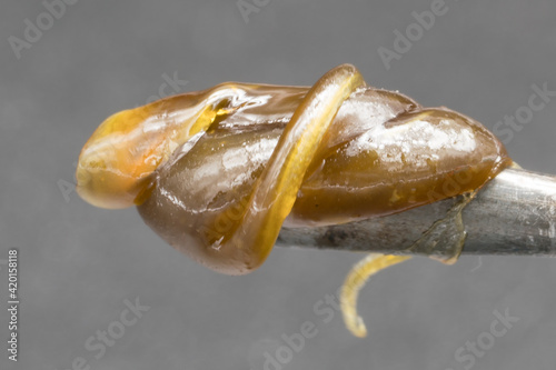 Fotografie Rosin derived from cannabis flower