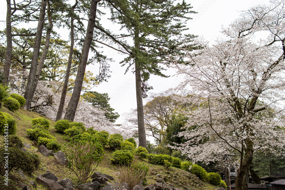 ソメイヨシノの風景
