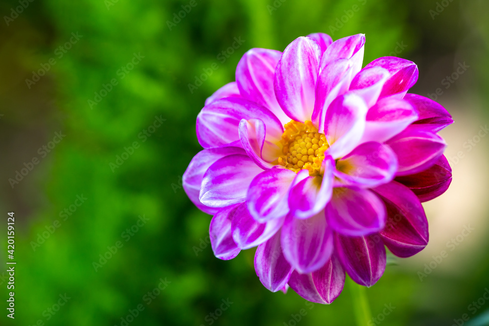 ダリアの花 ダリアの花