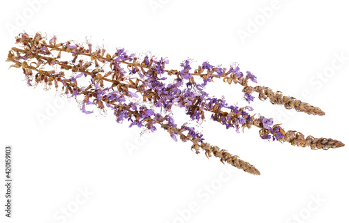 Dry (Dried) Lythrum Salicaria or Purple Loosestrife Medicinal Flower Plant. Isolated on White.