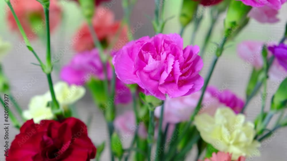 Pink and purple vibrant carnation bouquet rotating on table Pink and purple vibrant carnation bouquet rotating on table