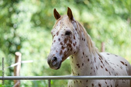 Appaloosa Horse with spots portait. White colour with brown spots photo