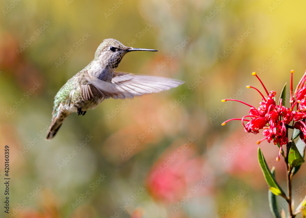Naklejka premium Anna's Hummingbird adult female flying towards food source. Santa Cruz, California, USA.