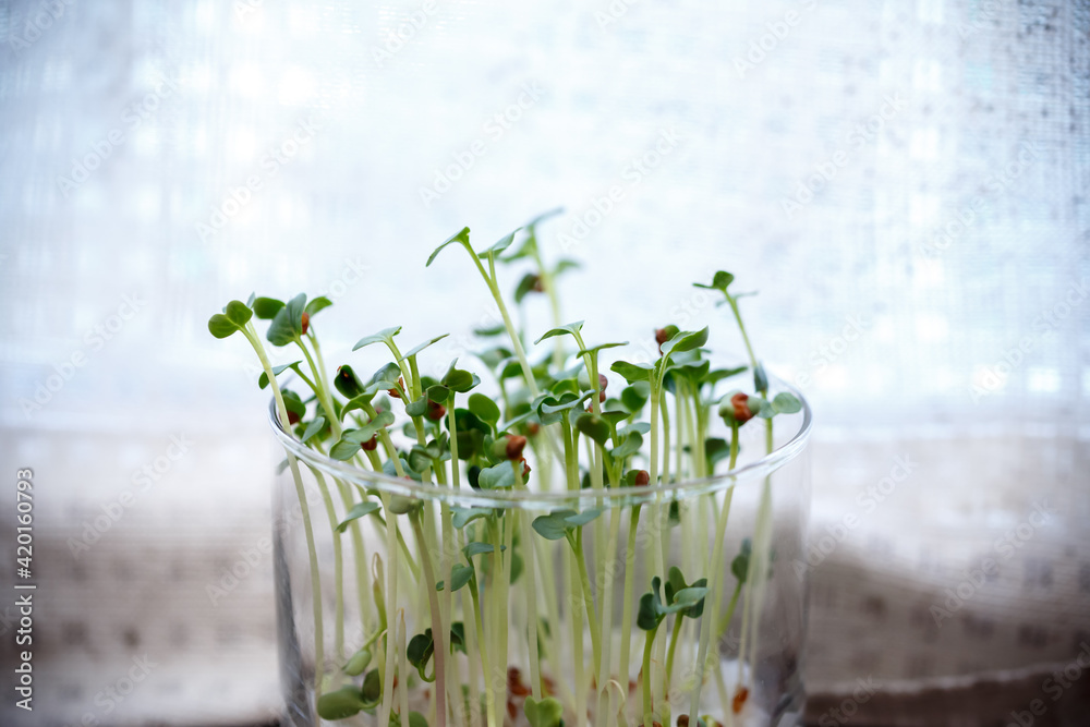 かいわれ大根の室内栽培stock Photo Adobe Stock