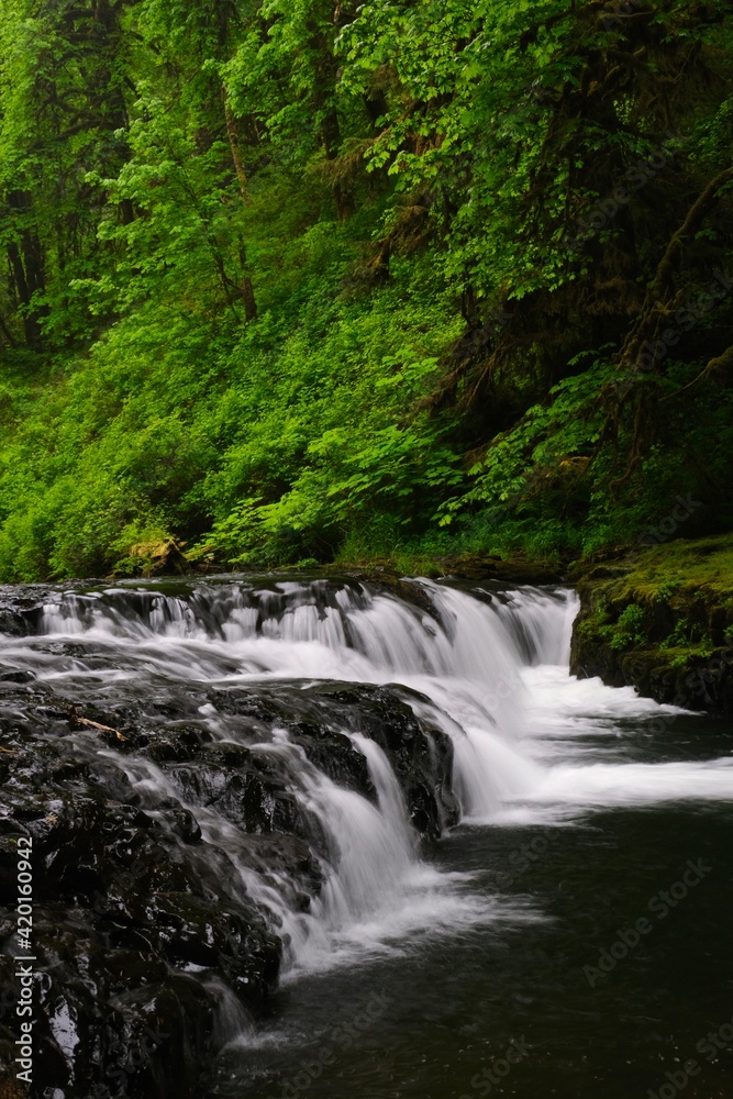 Waterfall in green forest. Silver Falls Park. Oregon. USA 