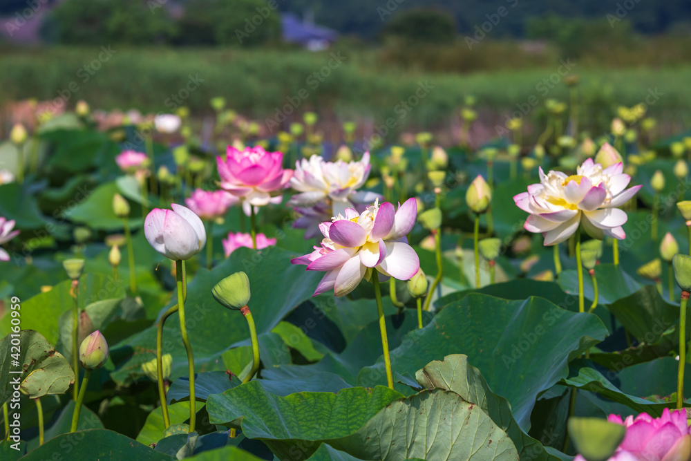 蓮の花　初夏のイメージ