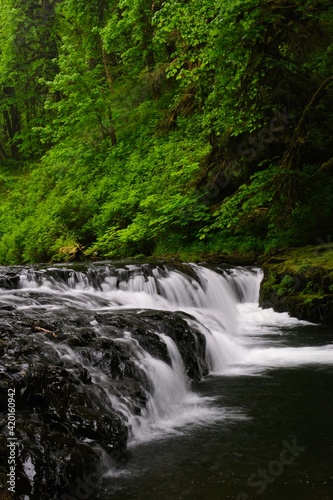 Waterfall in green forest. Silver Falls Park. Oregon. USA 