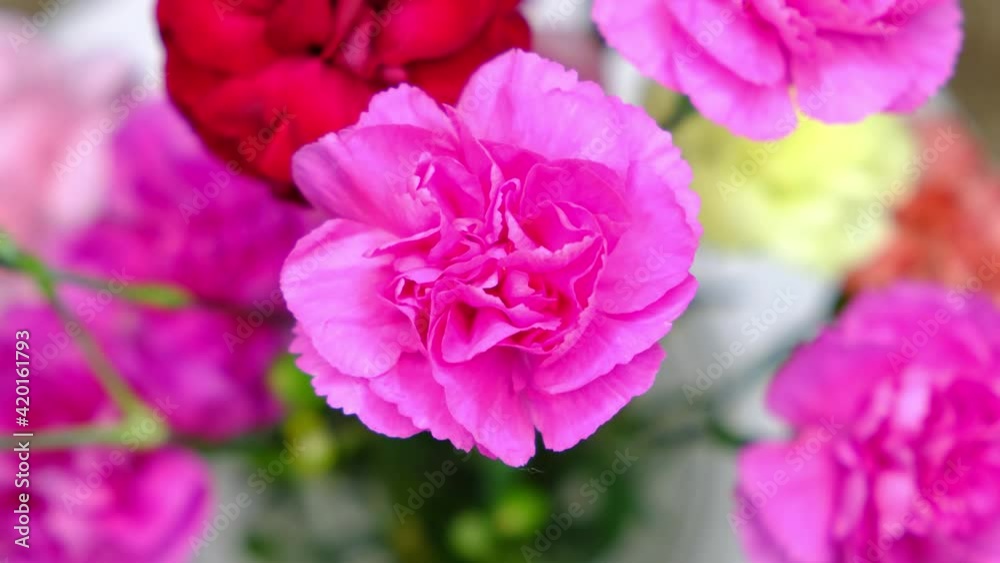 Beautiful colorful carnations bouquet rotating Beautiful colorful carnations bouquet rotating