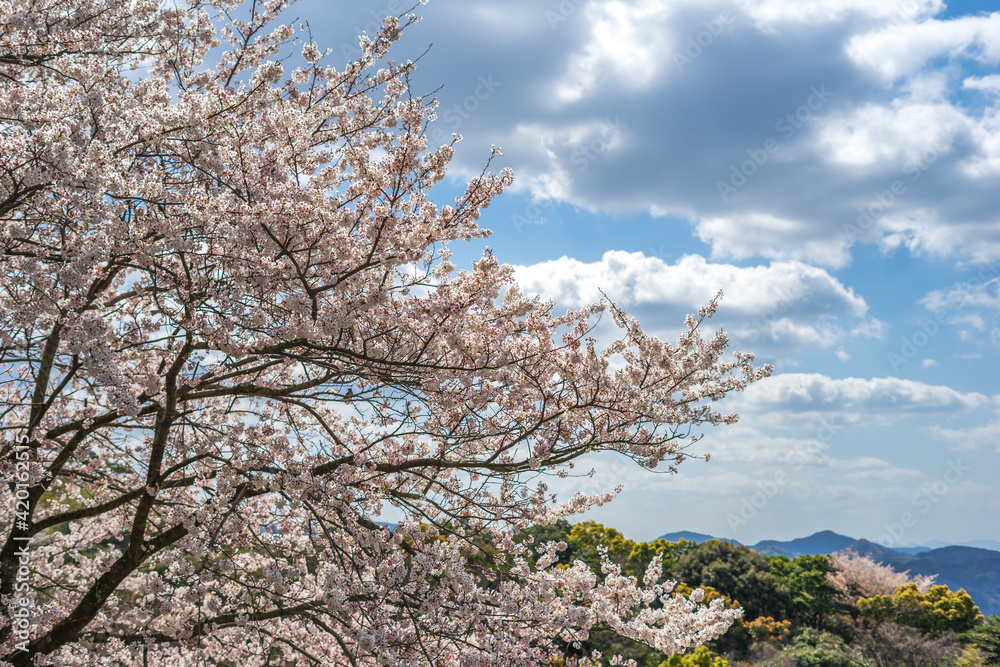 桜　春のイメージ