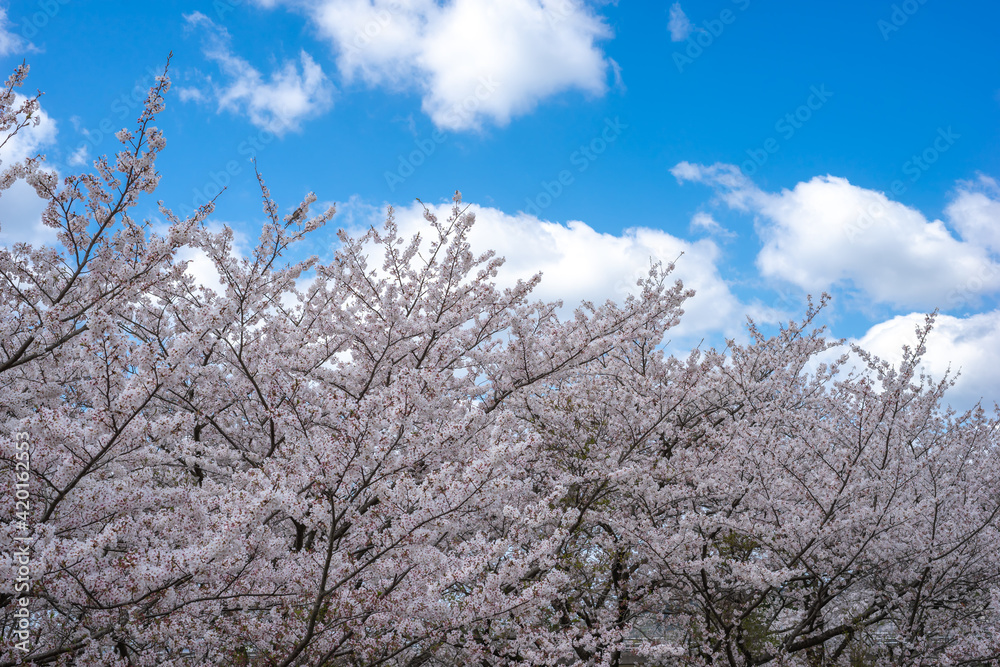 桜 春のイメージ 桜 春のイメージ