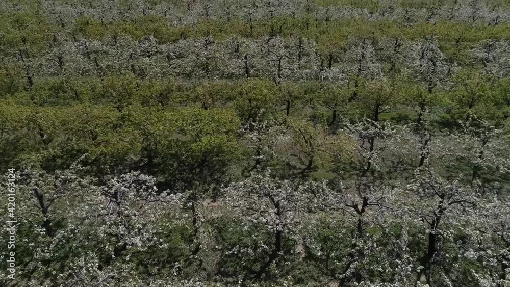 Aerial photograph of early spring scenery of pear garden in North China Aerial photograph of early spring scenery of pear garden in North China