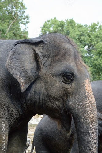 elephant in nature garden